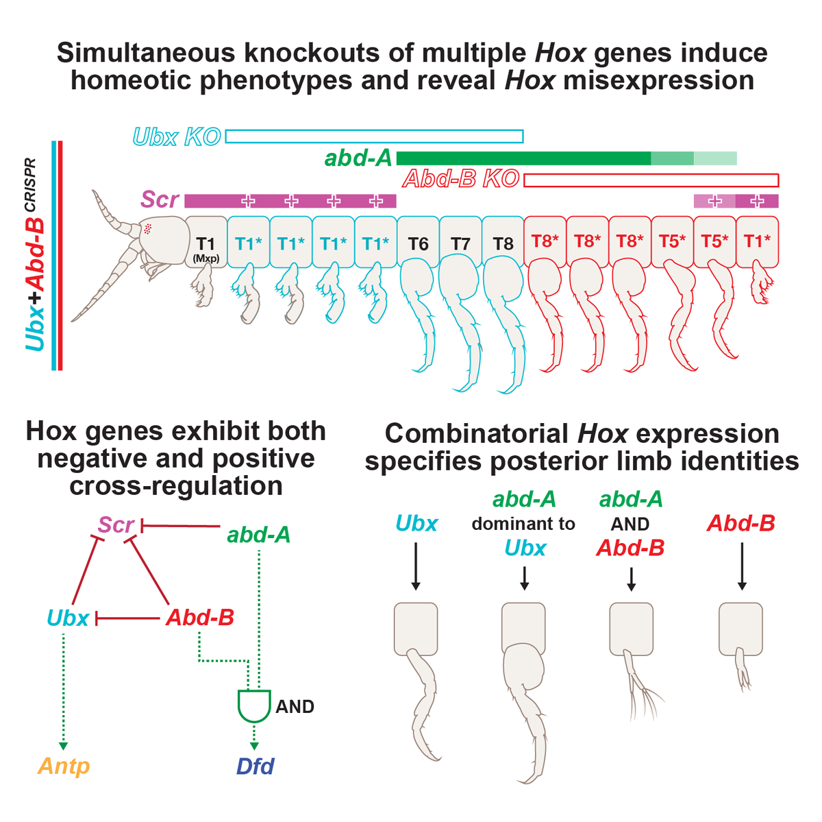 Mezarque's tweet photo. The 1st of 2 preprints on crustacean Hox regulation from the Patel Lab @Parflyale is up! 

Erin Jarvis @apoptic used CRISPR, IF, and ISH of multiple Hox genes to show cross-regulatory and combinatorial interactions driving limb identity in Parhyale! 🧵1/n

https://t.co/UwK7eNvVIG https://t.co/GdGvnQZjpD