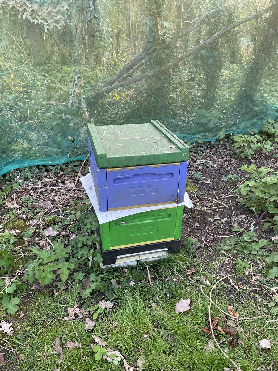 The old newspaper trick…..
#bees