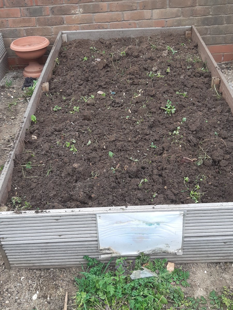 WembleyMatters's tweet photo. Hi @Chalkhillschool 'Before and After' pictures of green manure being dug into our beds on #ChalkhillCommunityGrowers allotment. Lots of juicy worms who will enjoy breaking it down if the VERY attentive robin doesn't get them first. Ready for planting or seed sowing. #over2you https://t.co/T043C1PXKN