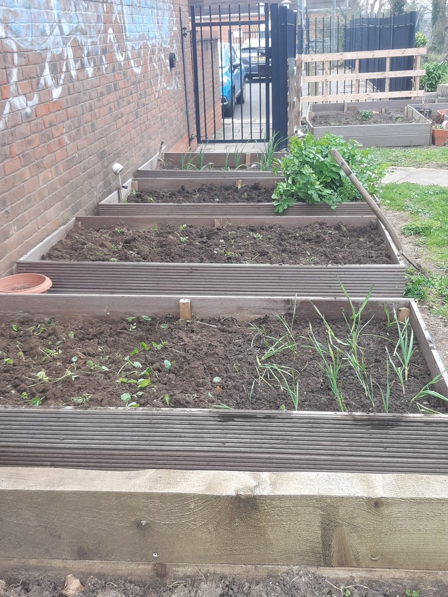 WembleyMatters's tweet photo. Hi @Chalkhillschool 'Before and After' pictures of green manure being dug into our beds on #ChalkhillCommunityGrowers allotment. Lots of juicy worms who will enjoy breaking it down if the VERY attentive robin doesn't get them first. Ready for planting or seed sowing. #over2you https://t.co/T043C1PXKN