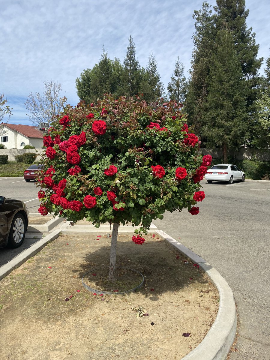 margaritapoet's tweet photo. tree rose
at the library
dreams
and books
in bloom
#garden #flowers #nature #library #books #daydreams #treerose #rose https://t.co/UMLO4I6els