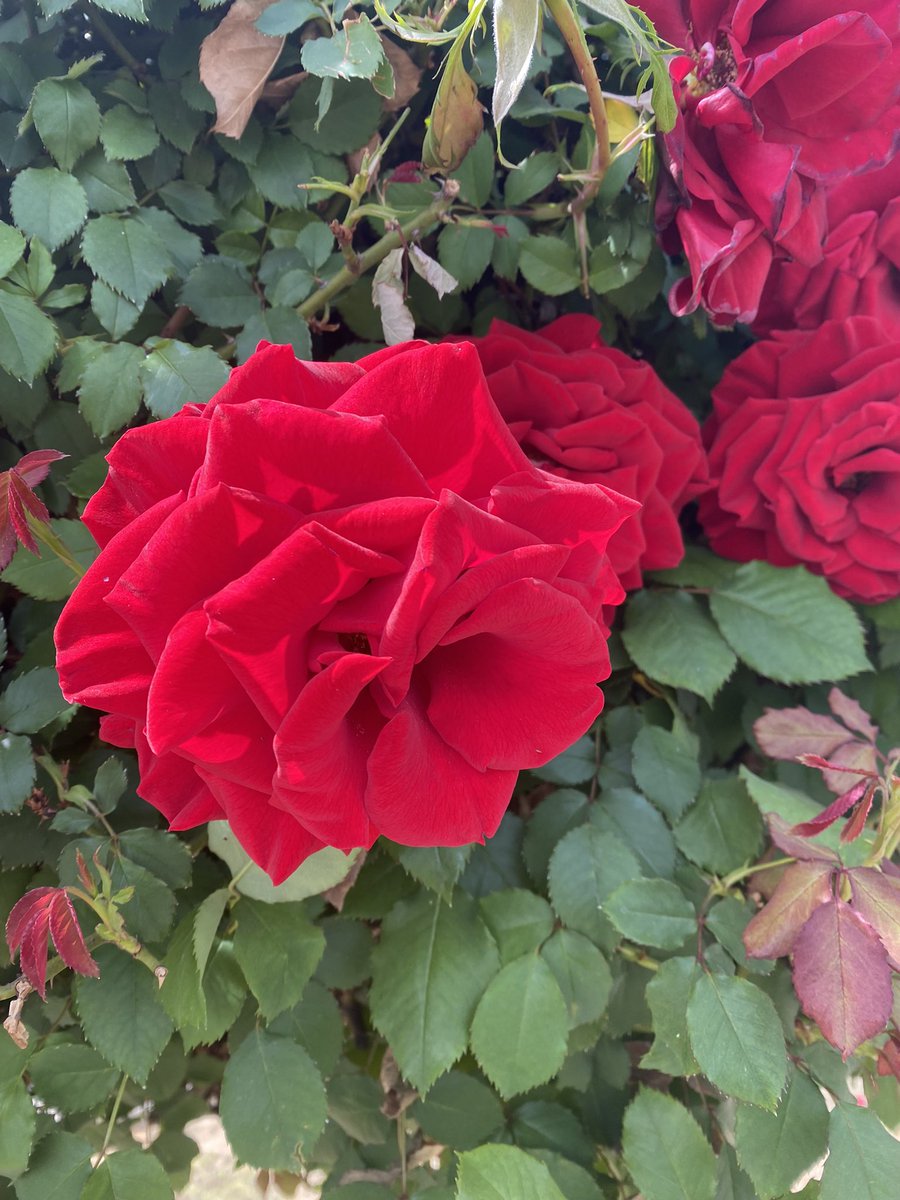 margaritapoet's tweet photo. tree rose
at the library
dreams
and books
in bloom
#garden #flowers #nature #library #books #daydreams #treerose #rose https://t.co/UMLO4I6els