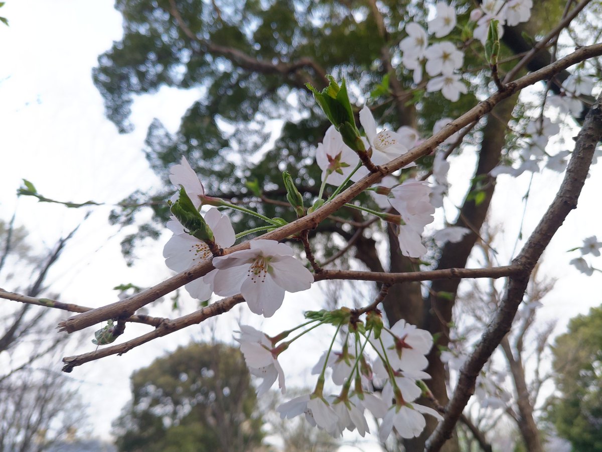 春花の うつろふ様も 身に重ね
あな懐かしや 若き葉桜