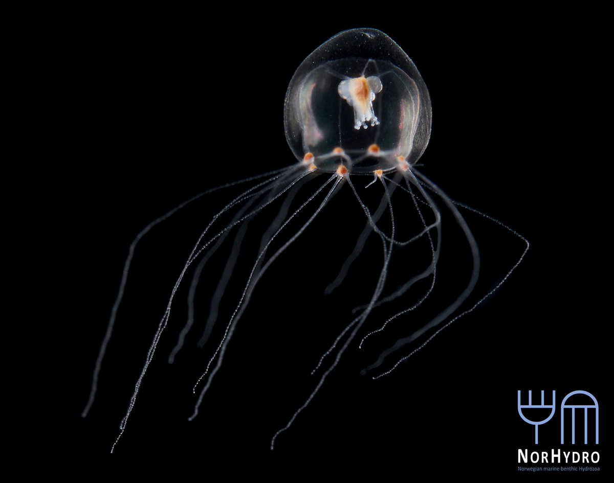 Luis Martell (@luisfmartell) on Twitter photo We looked for pelagic hydrozoans in Oslofjord 🇳🇴🌊and found 27 spp –like this Rathkea octopunctata– that come and go with the seasons, depth, and the inner-outer fjord axis. It's all in our new paper at doi.org/10.3354/meps13…! #NorHydro #HYPNOprosjekt @Artsdatabanken <a href="/AinoHosia/">Aino Hosia</a> We looked for pelagic hydrozoans in Oslofjord 🇳🇴🌊and found 27 spp –like this Rathkea octopunctata– that come and go with the seasons, depth, and the inner-outer fjord axis. It's all in our new paper at doi.org/10.3354/meps13…! #NorHydro #HYPNOprosjekt @Artsdatabanken <a href="/AinoHosia/">Aino Hosia</a>