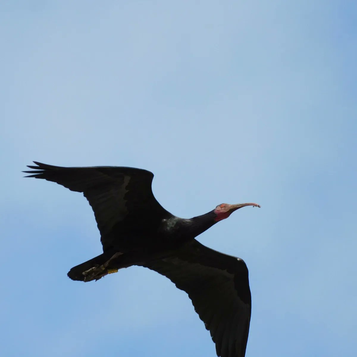 Aviturismoes's tweet photo. Hoy tocaba la formación de los voluntarios de #SalvemosalChorlitejopatinegro en @ConilTurismo @aconil donde se congregaron Ornitológos de Vejer, Conil y Chiclana, dimos a conocer la avifauna del municipio
@Aviturismoes
@viveandalucia @CadizTurismo #aviturismoes #birdwatching https://t.co/d3kVfLqUQn
