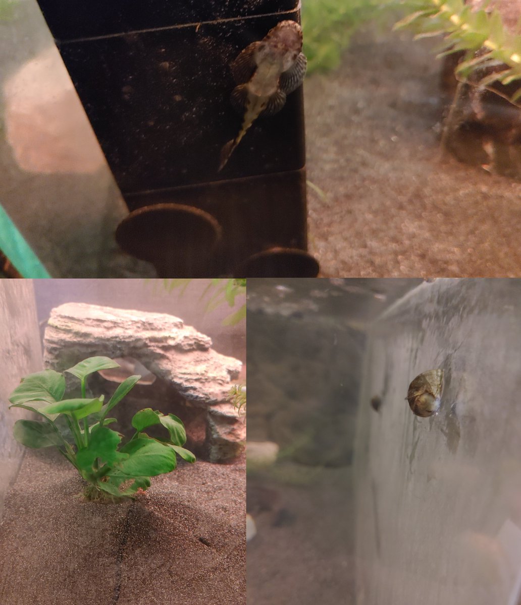 Got some new roomies today ! 😋😁
And they promised they would clean our windows 🤪
I already like them, the more the merrier! 🙌 
Also got a new plant in our garden 👀😍

Come watch us hang out live on #Twitch

twitch.tv/axol_jeff

#axolotl #aquarium #stream #live #axolotls