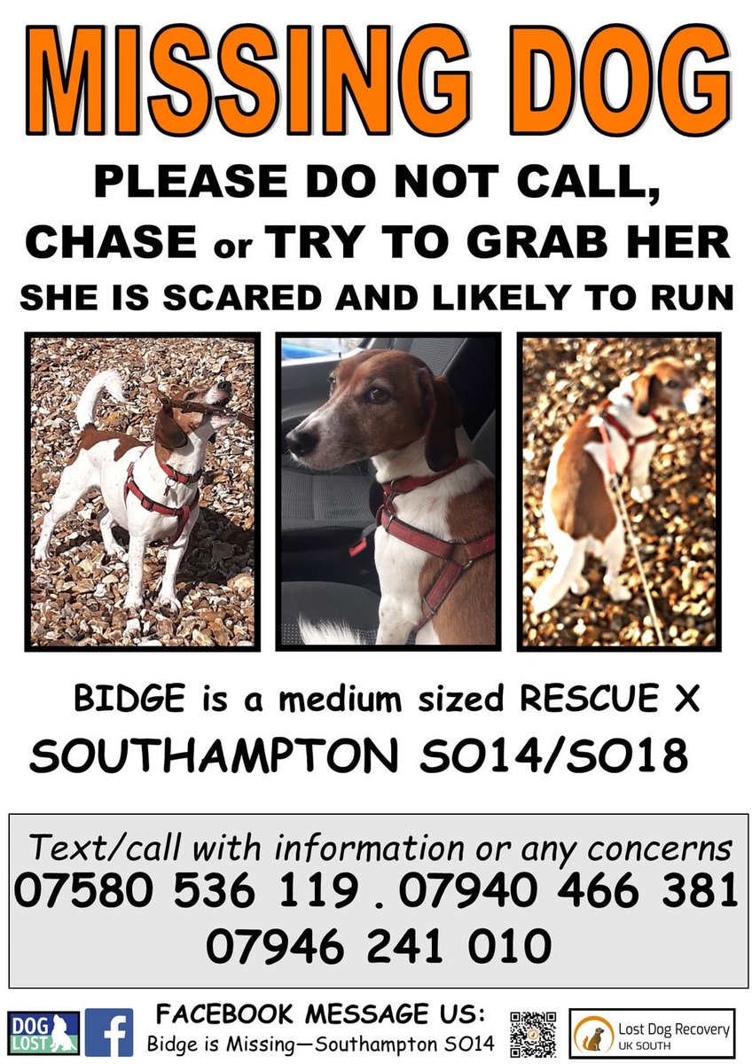 The_Animal_Team's tweet photo. ❌PLEASE DO NOT CALL/CHASE/WHISTLE ETC. VERY NERVOUS RESCUE❌#Bidge has been #missing from the #Portswood area of #Southampton #SO14/#SO18 since 24/3. Sighting over the river in #Bitterne. Any sightings please relay on numbers below.👇#MissingDog #dogsoftwitter #lostdog https://t.co/wY4Gr0VtJW