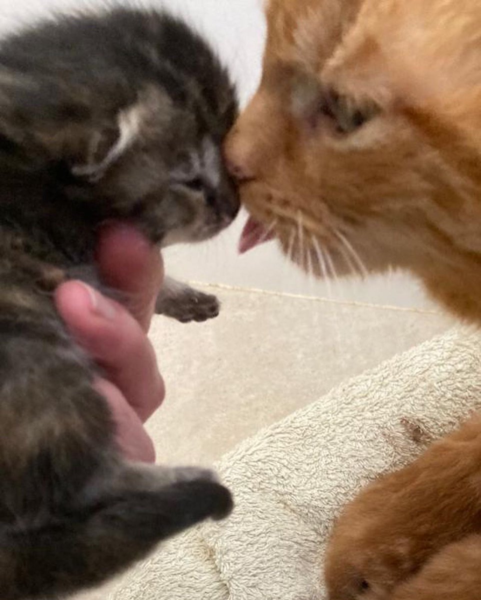 Happy Mother's Day to all the mums out there, including neo mother cat Cora (her 4 kittens are 2 weeks old today) 🧡🐾🥰 #MothersDay2022