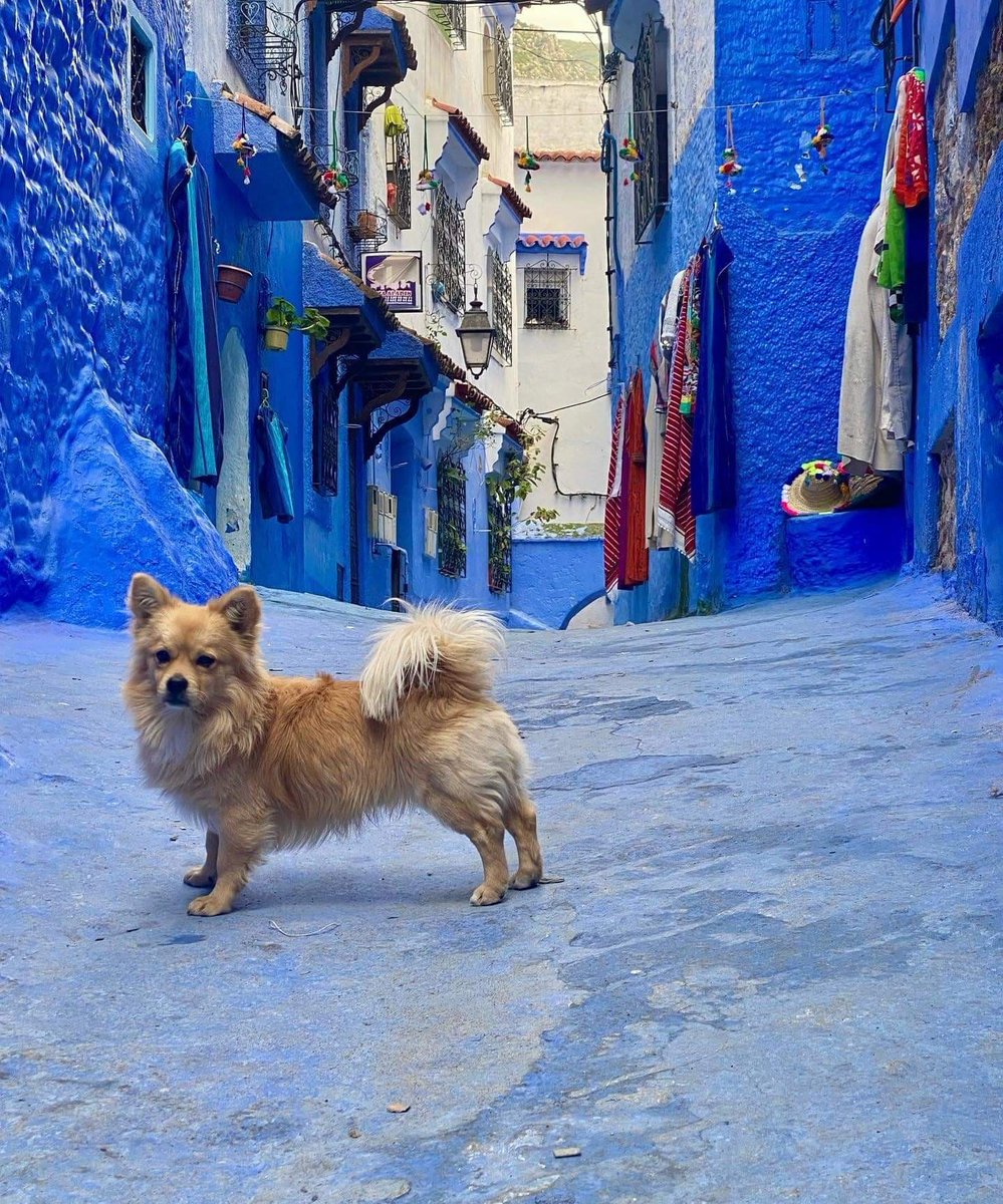 localmtours's tweet photo. We offer best Chefchaouen tours 
https://t.co/eNiv47qAvY
#marrakech #Morocco #marruecos #Marrakesh #marrokko #viptours #usa #explore #adventure #worldtravellers  #bluecity #moroccotrekkingtours #moroccotourcompany #Localmoroccotours #moroccodeserttours  #weareopenandready https://t.co/dhA52HpxdT