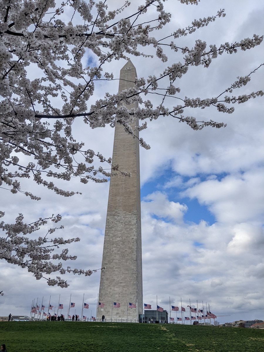 CorneliaABaciu's tweet photo. And, well, there's no better time to be #BackInDC than the #CherryBlossom peak! https://t.co/KT6nHiid4v