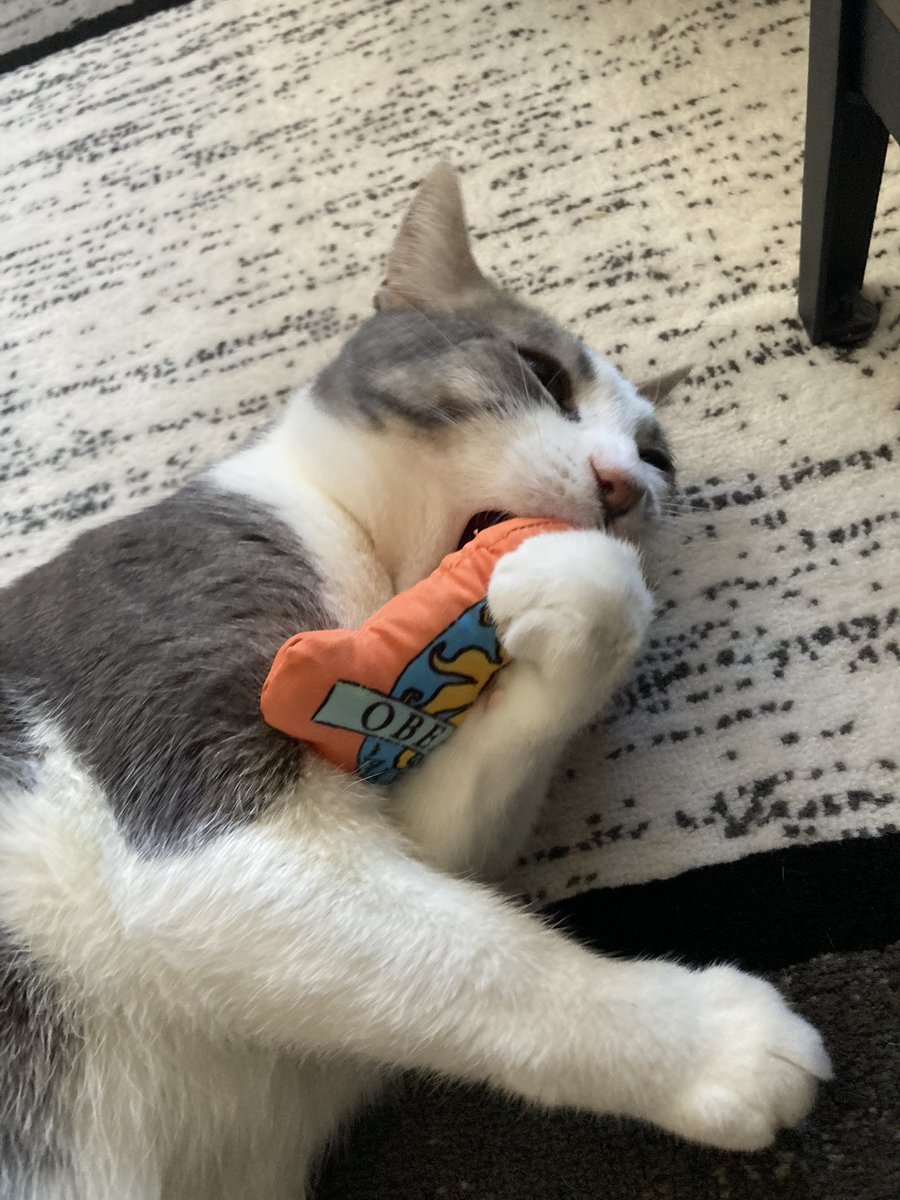 eberko7's tweet photo. got Harvey a new catnip toy https://t.co/VCKqDWgxzR