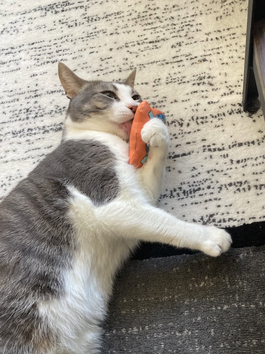 eberko7's tweet photo. got Harvey a new catnip toy https://t.co/VCKqDWgxzR