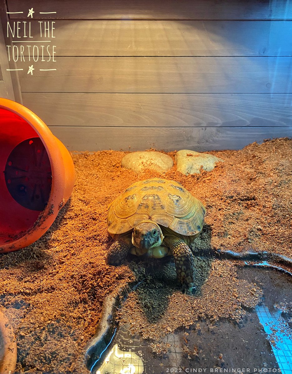 cindy_photos's tweet photo. โWhatโs that? You just changed the water and you would like it to stay nice and clean? Whaaaat? I canโt hear you. Ok, fiiine, I can, I am just not listening.โ @NeilTheTortoise #Tortoise #petselfie #turtle #SupermodelTortoise #cute #handsome https://t.co/ZyKEfYvEO1