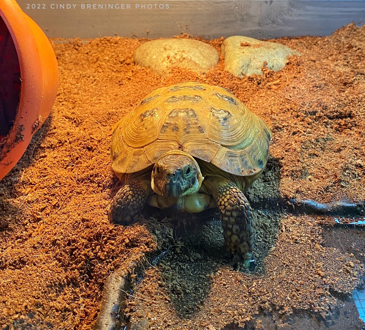 cindy_photos's tweet photo. โWhatโs that? You just changed the water and you would like it to stay nice and clean? Whaaaat? I canโt hear you. Ok, fiiine, I can, I am just not listening.โ @NeilTheTortoise #Tortoise #petselfie #turtle #SupermodelTortoise #cute #handsome https://t.co/ZyKEfYvEO1