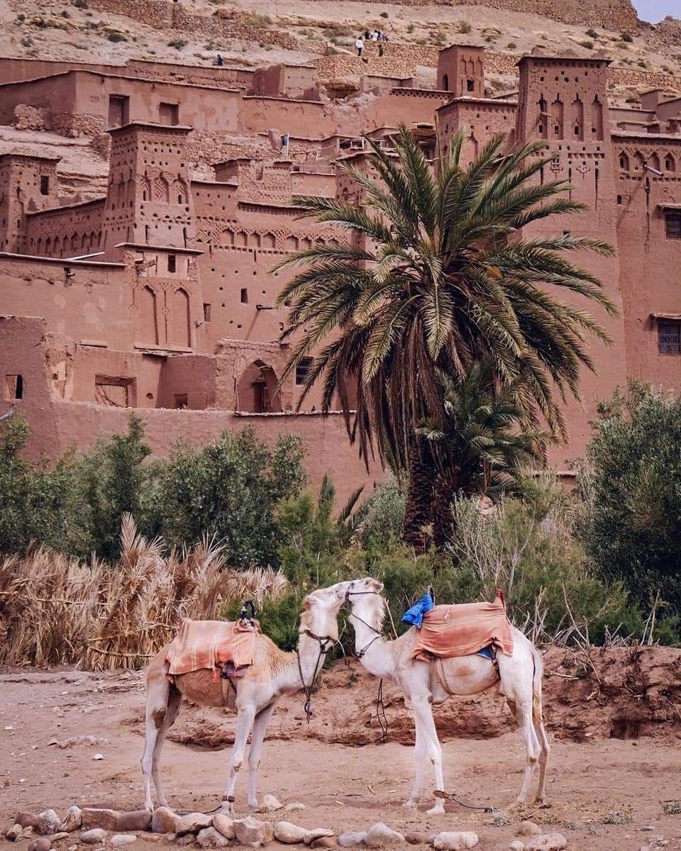 localmtours's tweet photo. We offer best desert tours 
https://t.co/eNiv47qAvY
#marrakech #Morocco #marruecos #Marrakesh #marrokko #viptours #usa #explore #adventure #worldtravellers  #bluecity #moroccotrekkingtours #moroccotourcompany #Localmoroccotours #moroccodeserttours  #southafrica #weareopenandready https://t.co/E1usA0pES9
