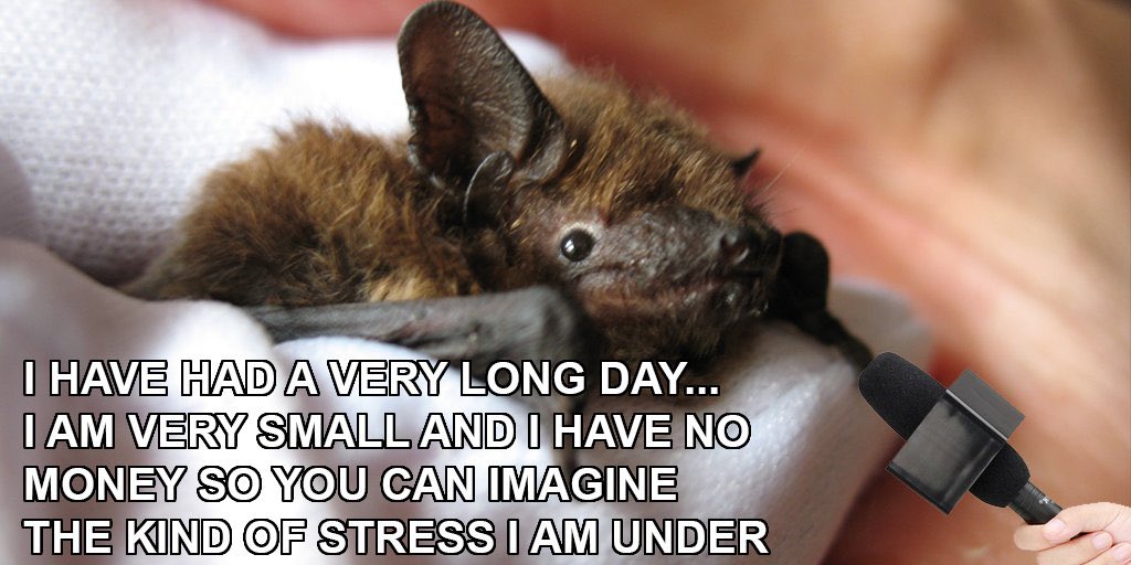 Ис вери. Bats can. Have no money. Hold bat. Stressed bat.