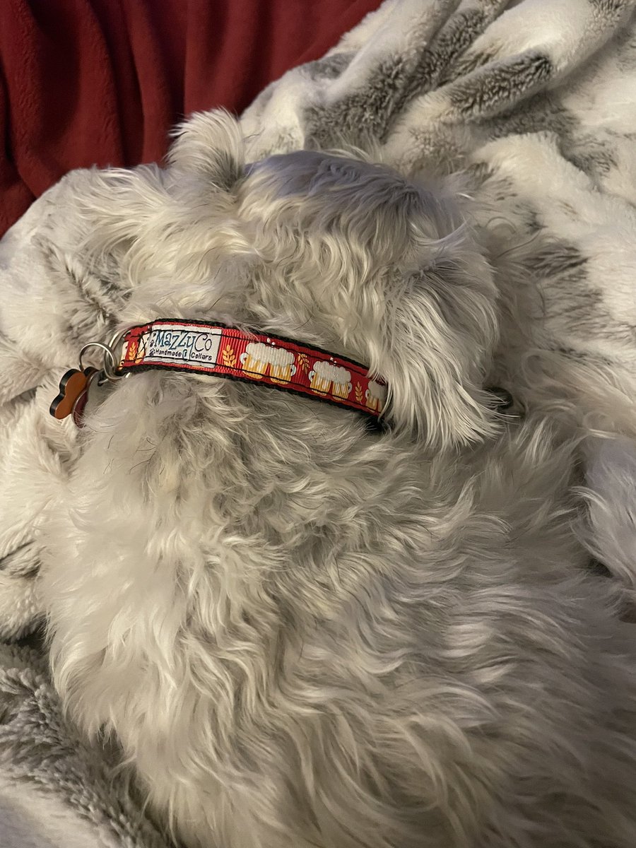 OttoBrahmsEsq's tweet photo. Mom bought brother @CountGuntherVM and I new collars this weekend that are #Oktoberfest style 🍺❤️🧡🍺💙💙 We love them. #SchnauzerGang #newcollars https://t.co/DqGnwR5hUK