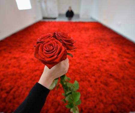 миллион красных роз. миллион миллион алых роз. огромное поле роз. миллион алых роз. миллион красных роз.