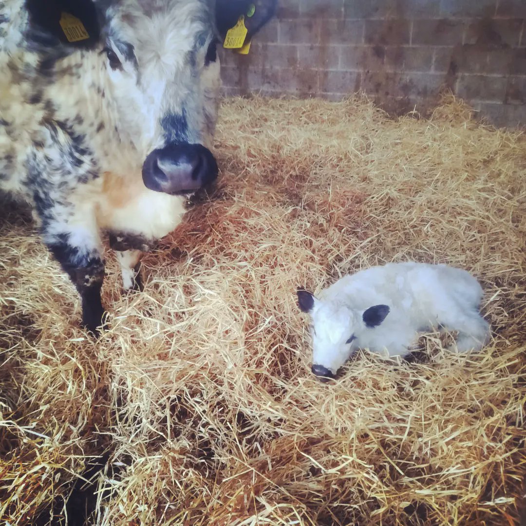 First of the Canadian embryos hit the ground today 🤩🙏 <a href="/dairemarkham/">Daire Markham</a>