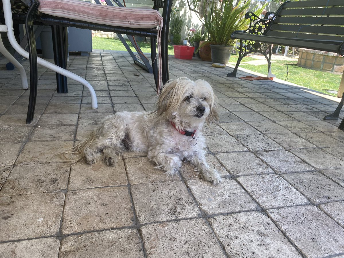 MISSING DOG
my dog lucky, was last seen in san bernardino in the 92405 area. he will respond to his name, he’s not neutered and he has a missing paw/finger on his right paw !! please please please let me know if he’s found anywhere