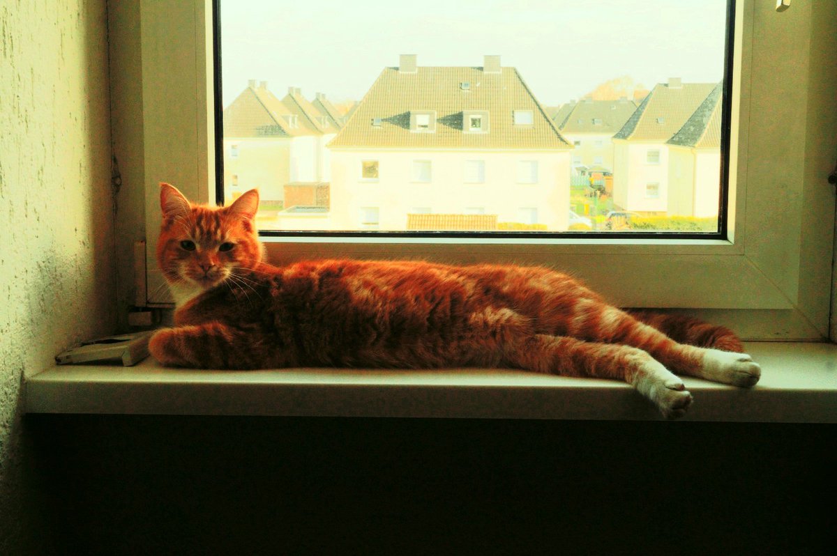 CYNTHIASCHOLZ's tweet photo. @Tiofelino Este es Ollie, mi nieto https://t.co/NaQ1cBRM8b