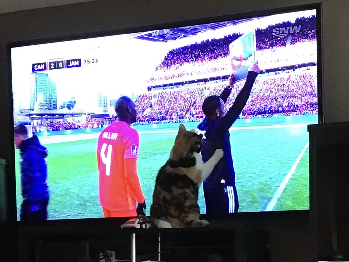 F3inGoderich's tweet photo. Not just #hoomans getting in to the game…#WorldCup2022 #football #36years #Rubythecat @breakfasttv @DinaPugliese @Sid_Seixeiro https://t.co/X4GMoAzgIY