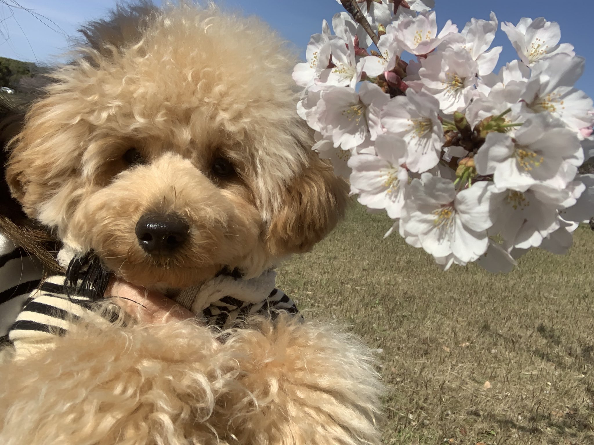 子犬がかわいいと思う犬種 ランキングtop10 トイプードルを抑えて1位に選ばれたのは Twitter