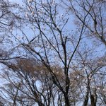 ツイートに含まれる画像