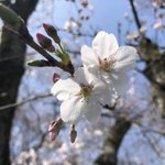 ツイートに含まれる画像