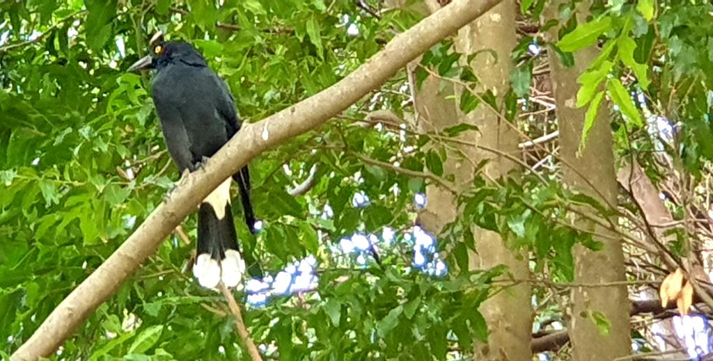 CherScheff's tweet photo. Birds in trees
#LookinUp
#Ozbirds https://t.co/kVMVv3jaKQ