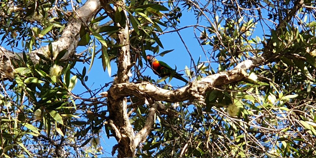 CherScheff's tweet photo. Birds in trees
#LookinUp
#Ozbirds https://t.co/kVMVv3jaKQ