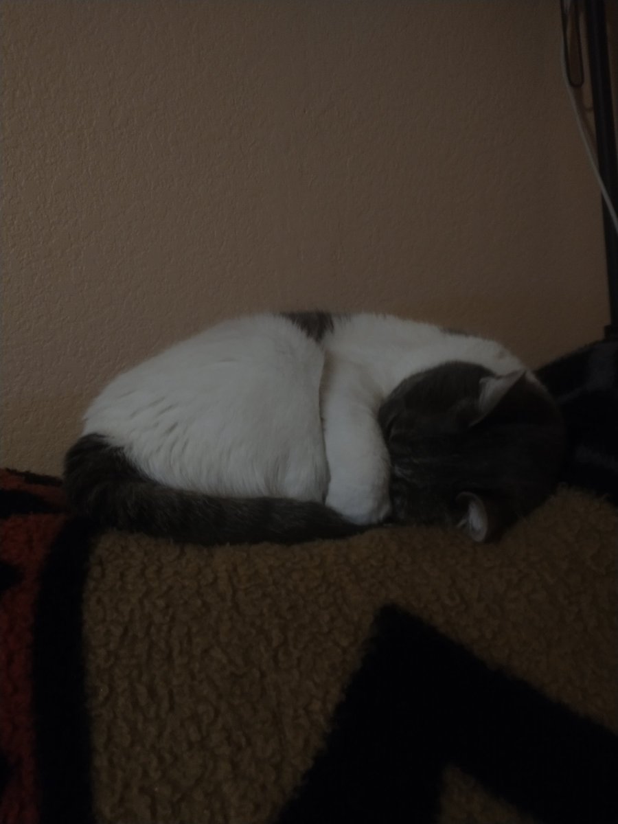 LydiaROutland's tweet photo. Just my cat being the best thing ever. ❤️ https://t.co/fi1OCKlhZh