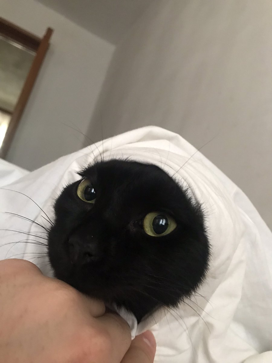 GOOD MORNING EVERYBODY 🌞 #nft #twittercats #nftcats #goodmorning