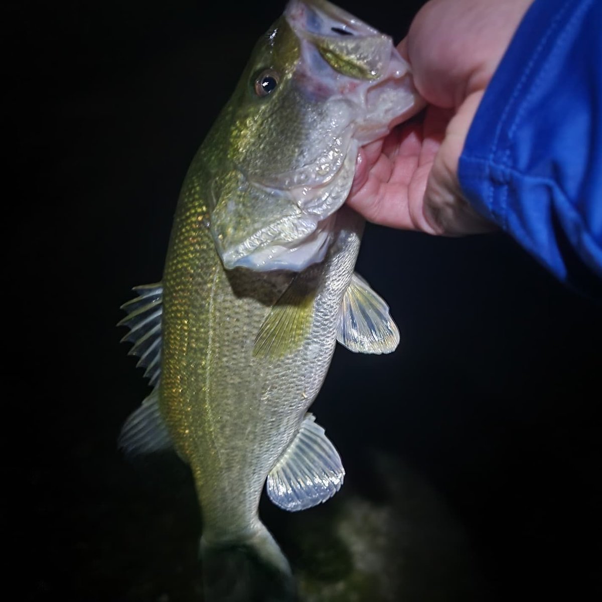 NicholasBeltr17's tweet photo. Had a blast catching these Bass at night in a local pond what a spring welcoming π
#anglr #nightfishing #largemouthbass #outdoors #aftcofreshwater #bankfishing #wormfishing https://t.co/wzTZl1TZr9