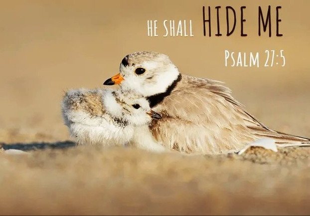 🌾laborer of Jesus (@elisemcdowell) on Twitter photo 