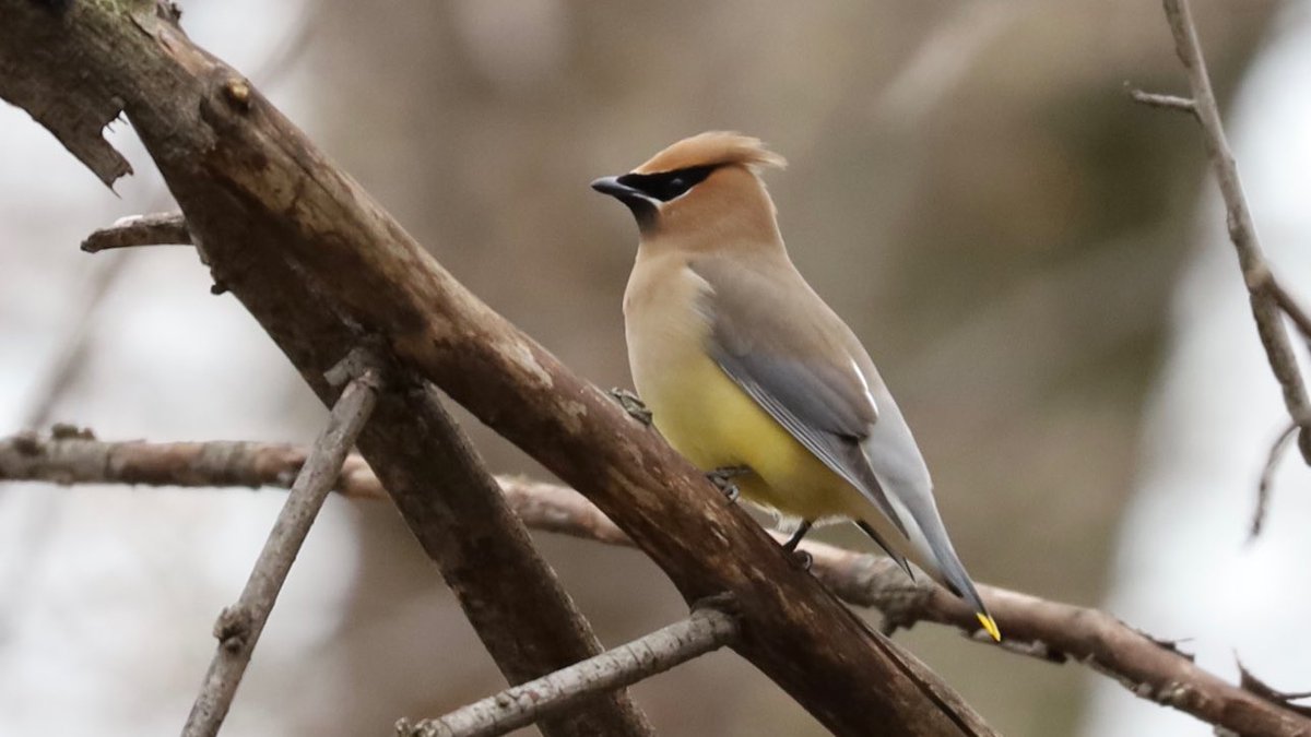 My first golden-crowned kinglets and eastern phoebes of the season and my fave cedar waxwing. Spring is in the air! #birdcpp