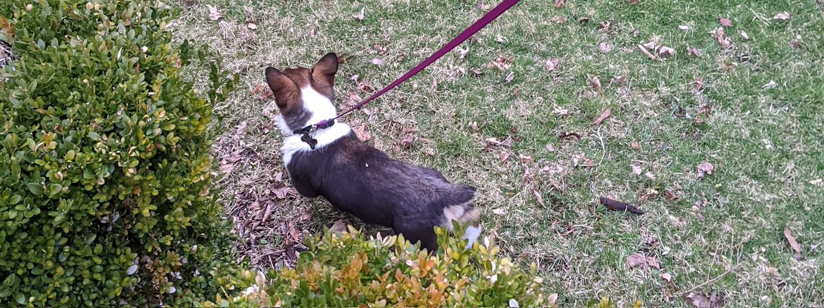 Sleeping_corgi1's tweet photo. Ozzy tail #CorgiCrew #corgitail #cute https://t.co/Ey54xQ6si8