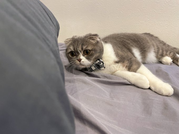 パンチ 高画質 のtwitterイラスト検索結果 古い順