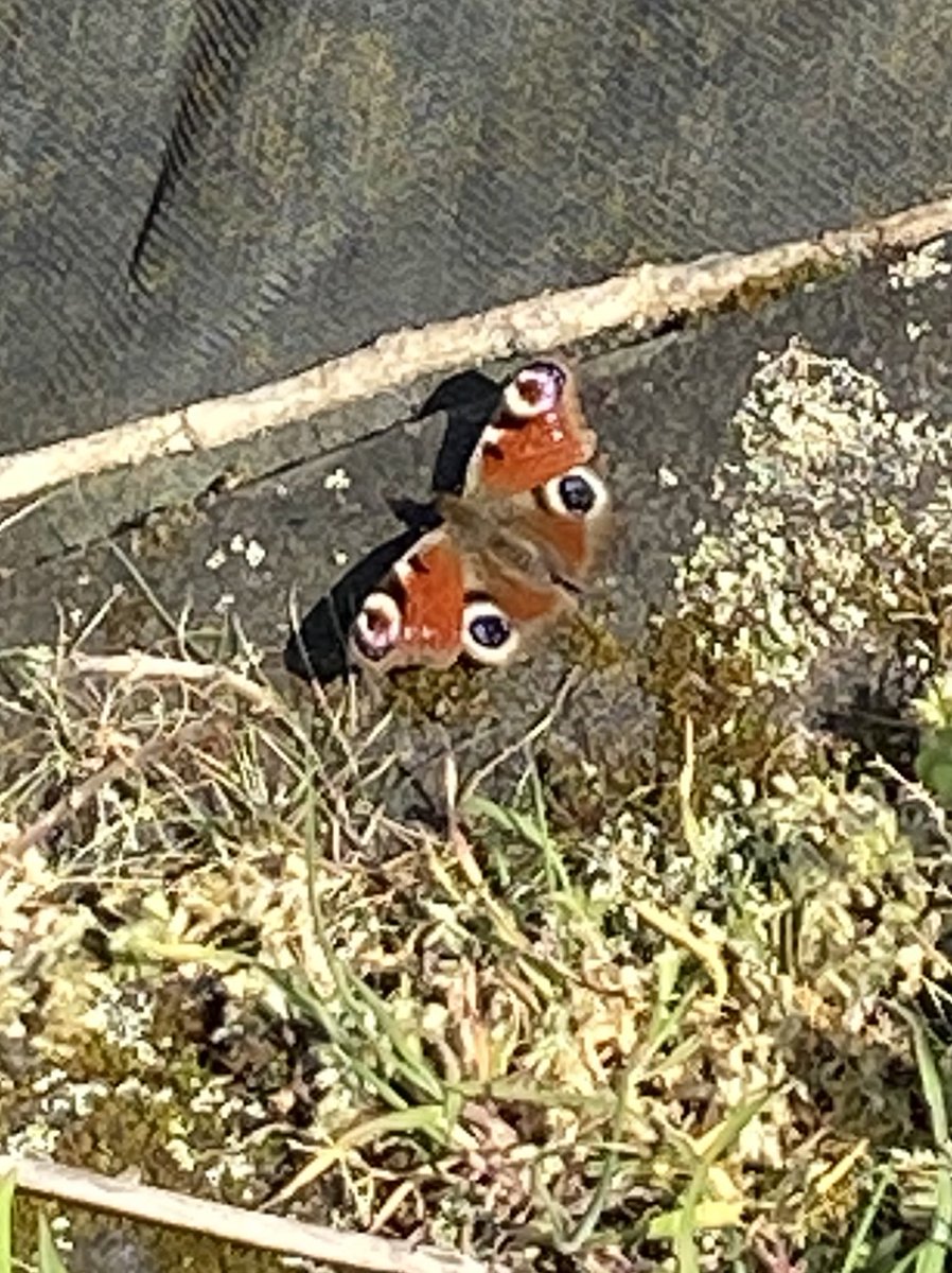 harrylbolton's tweet photo. A lil insight into my #adventure exploring more of Jersey on my #run! Saw the #freedomtree and an amazing #peacock #butterfly 🦋 🌳 https://t.co/WhUuffQlpK