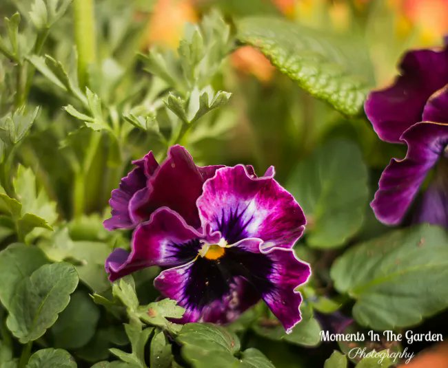 MomentsintheG's tweet image. Happy British Mother's Day.  Oh how I love pansies and violas. They are such cheery plants.  #pansies #springcontainer #violas #containergardening #shadeloving #britishmothersday #momentsinthegardenphotography