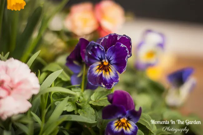 MomentsintheG's tweet image. Happy British Mother's Day.  Oh how I love pansies and violas. They are such cheery plants.  #pansies #springcontainer #violas #containergardening #shadeloving #britishmothersday #momentsinthegardenphotography