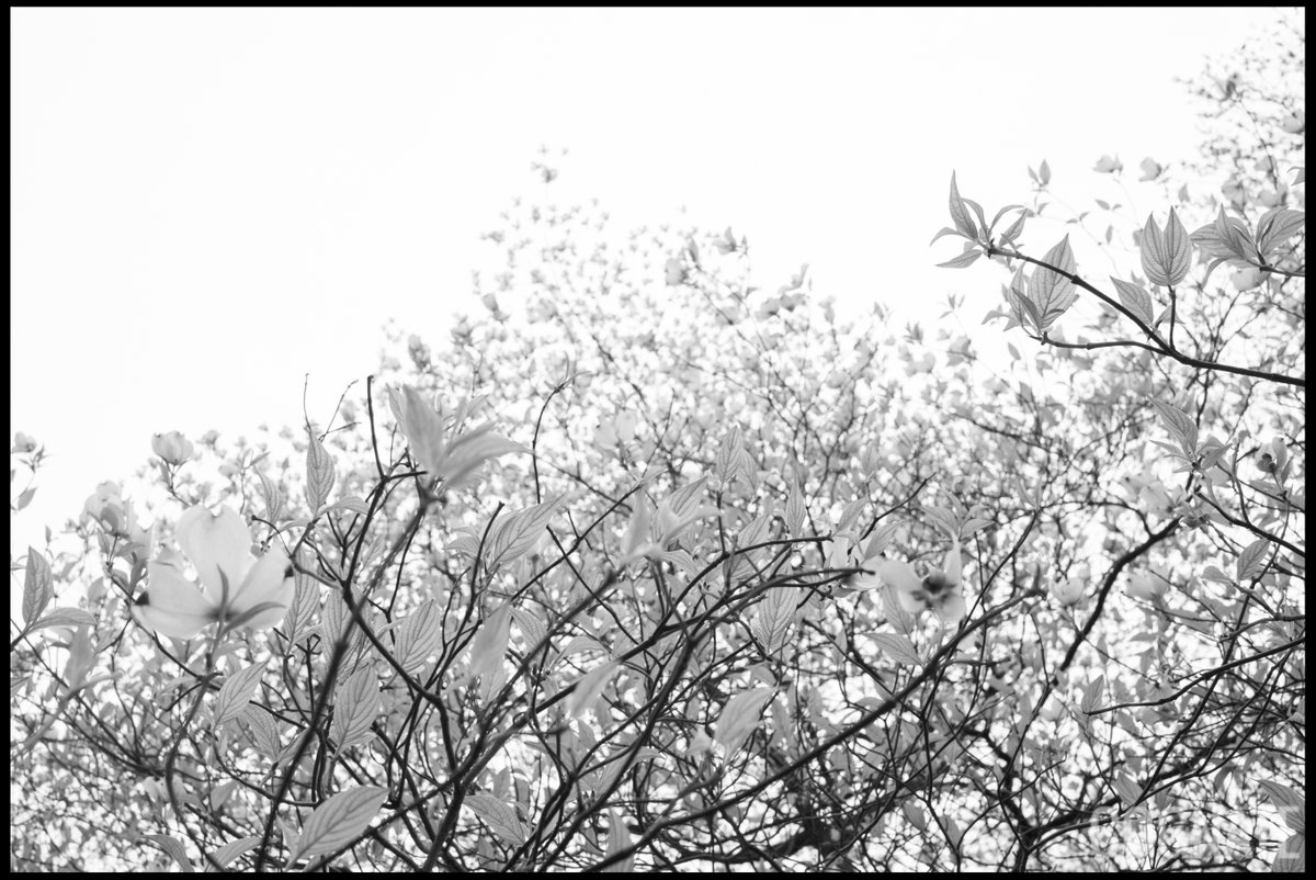 CognatePhotos's tweet photo. That Which Blossoms 

Photo taken by Jimmy Tu

https://t.co/VBmqdWnBKg

#photography #photooftheday #image #blackandwhite #monochrome #blackandwhitephotography #bw #bnw #bnw_society #bnw_life #bnw_lover #bnw_captures #travel #camera #photojournalism https://t.co/2U5Mv4iAPu