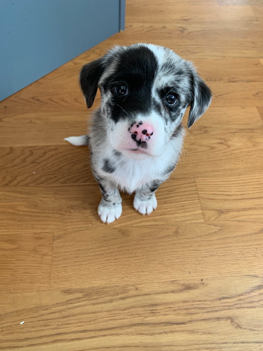 AeroRobotics's tweet photo. @elonmusk I know you're busy but if you could find a sec between sending humans to Mars and helping the people of Ukraine keep information flowing would you help us name our new dog?  The family has agreed to name her Domino, Pixel, or whatever weirdness you come up with.
Thx! https://t.co/enusxWoE4S