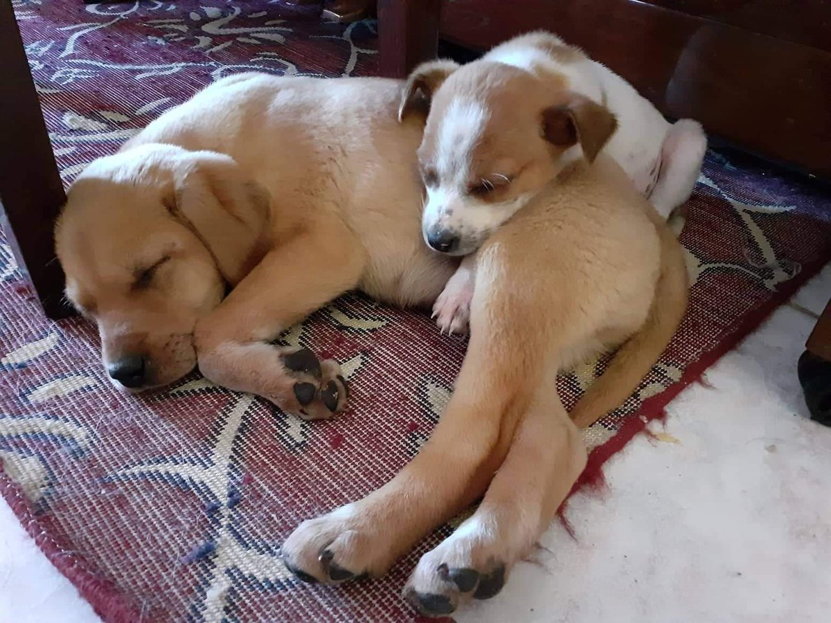 GrStrays's tweet photo. https://t.co/YQ65aAOY8k