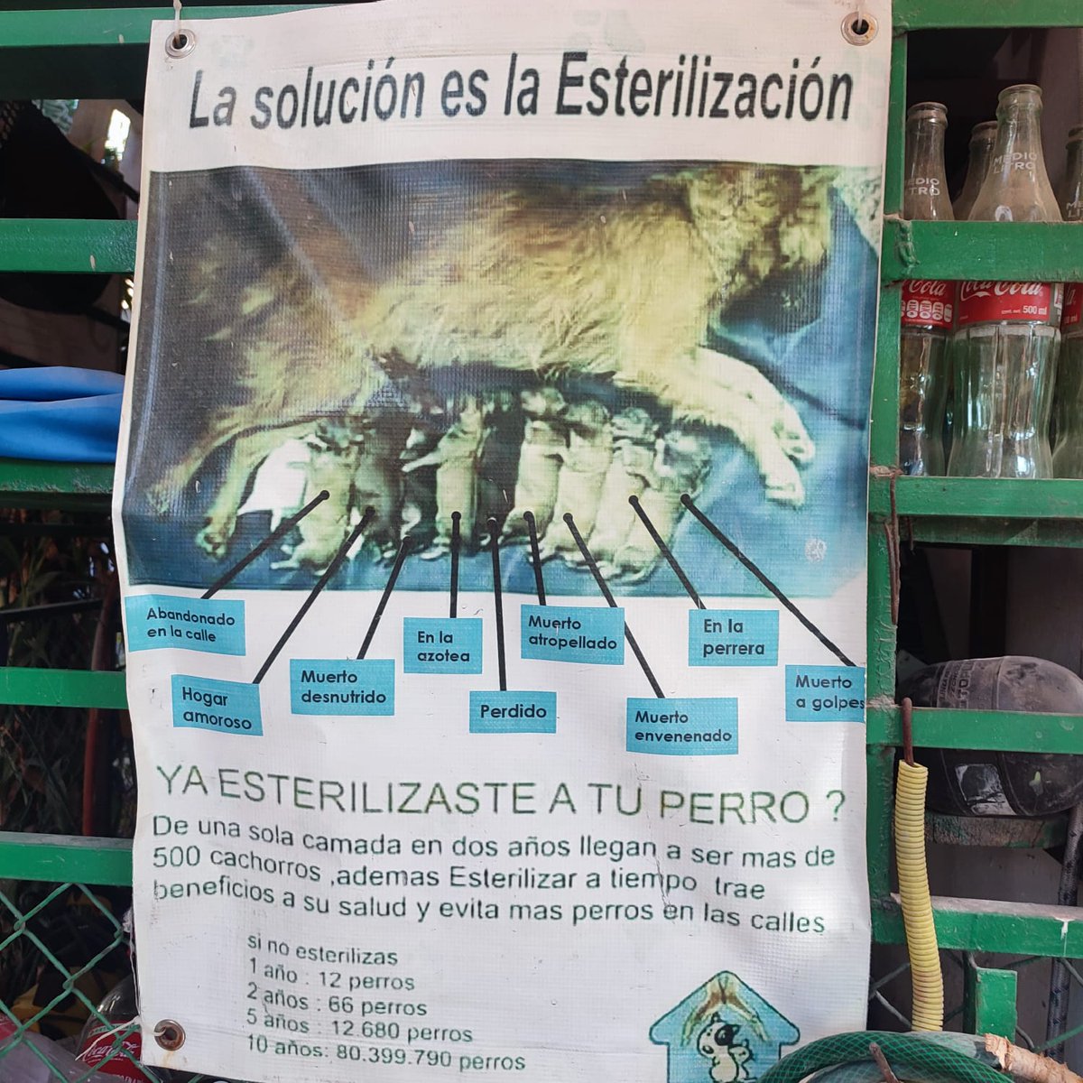 cin_millan's tweet photo. @AnaArana1 @LibreroDeVal @paezvarela Así es, hay que esterilizar, espero que el perrito se recuperé y sobre todo que no esté sufriendo :( https://t.co/RkfsJqbv0u