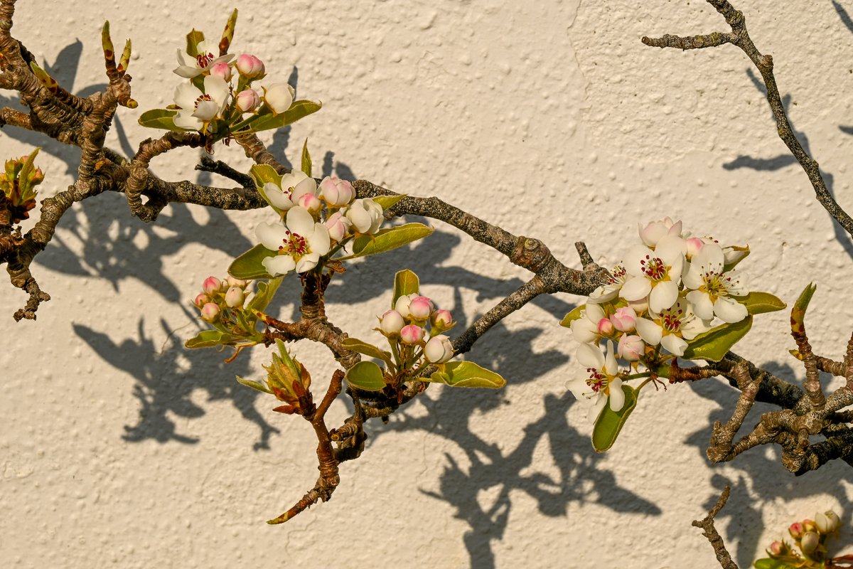 "Mow not till May is out" My stamp-size patch of green if certainly benefiting from this new dictum &amp; sure I have more time for the important things in life. Lesser celandine, primroses, daffodils &amp; pear all thriving in the fabulous weather