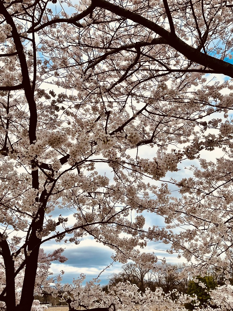 Too cold for spring, but beautiful as always 🌸#cherryblossomfestivalDC