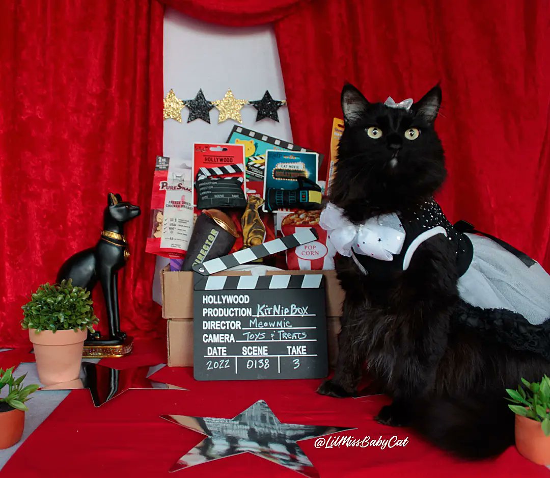 LilMissBabycat's tweet photo. I can't wait to see what everyone is wearing on the #redcarpet tonight! I'm going to watch the #Oscars with my baby sisters. Give your kitties an award for the Best Cat every month with KitNipBox and don't forget to use my code BABYCAT15 to save 15%! #ACATemyAwards #AcademyAward https://t.co/95RYlWTsCc