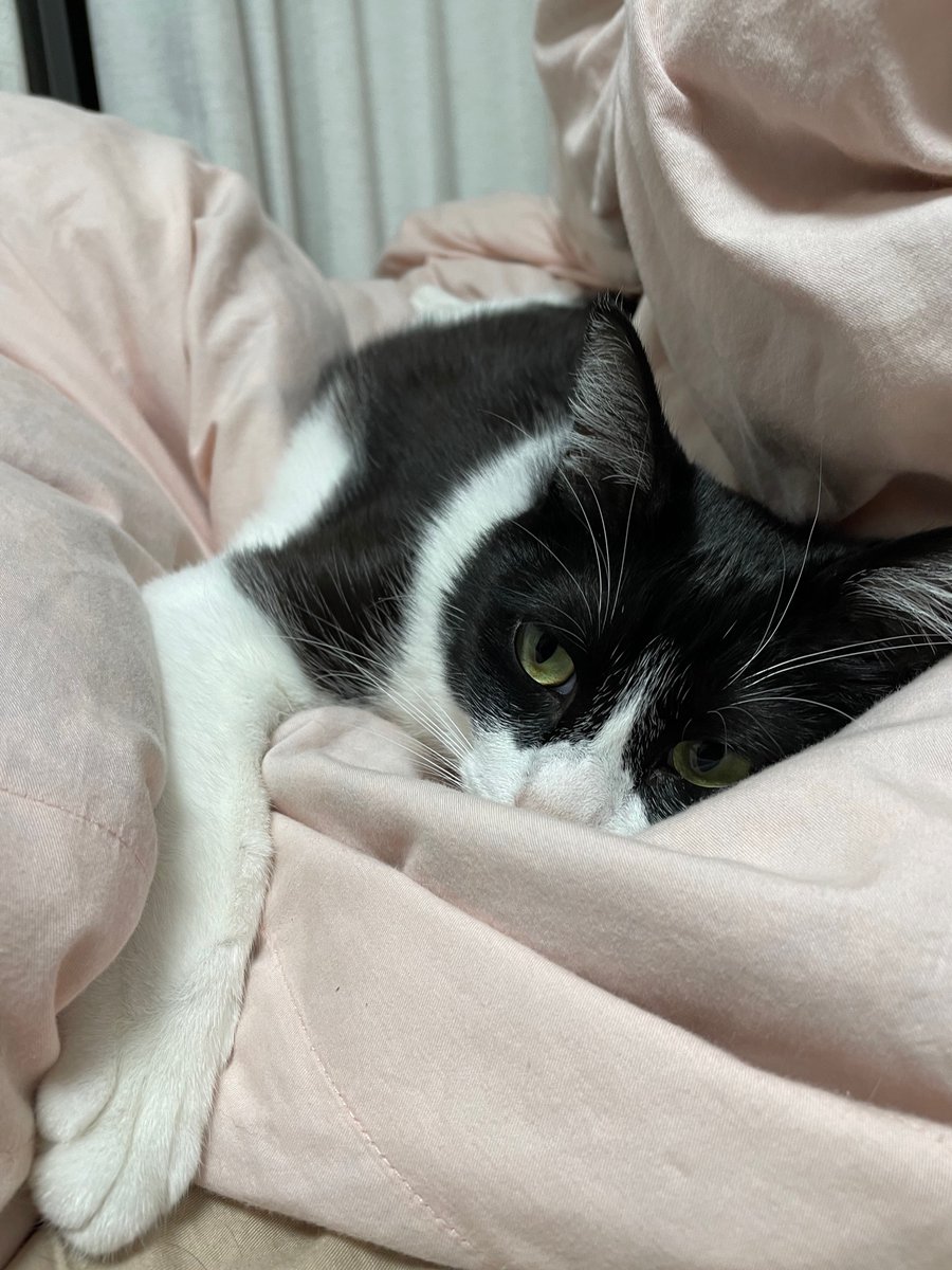 uta_a_cat's tweet photo. ベッド占領するにゃ🛌
#猫好きさんと繋がりたい #かわいいと思ったらRT https://t.co/yBI5ZA4NNw