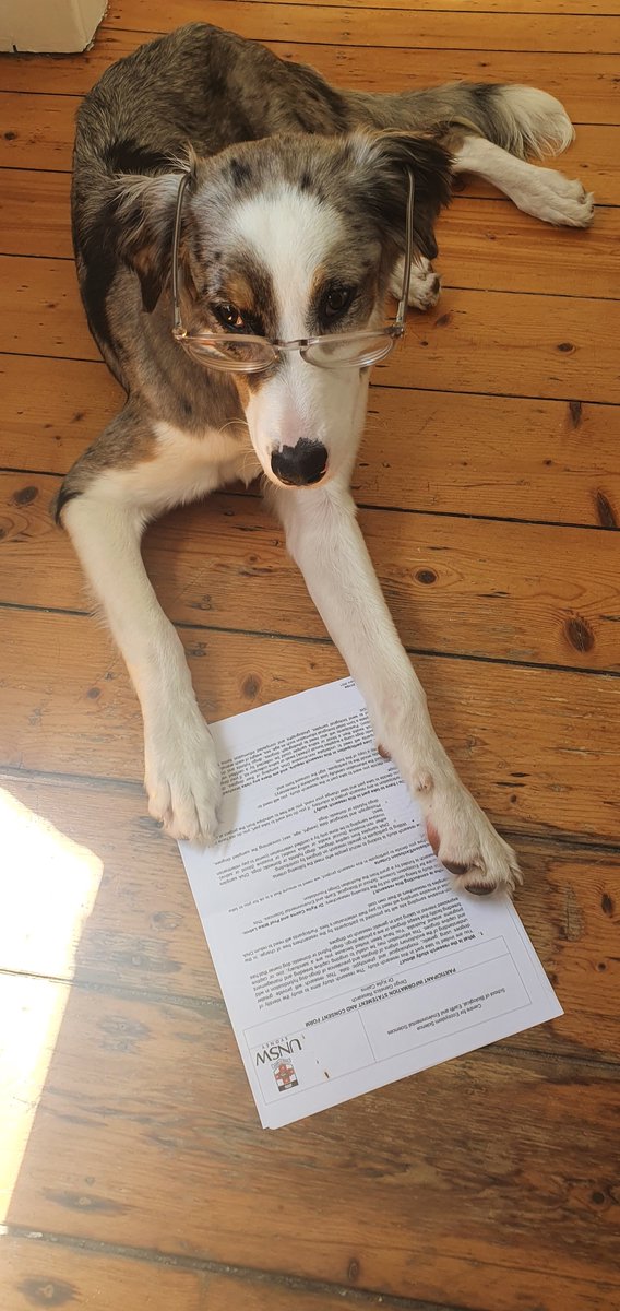 dr_cairns's tweet photo. Looks like @tialightful is getting ready to return her DNA test kit! Have you returned yours to the lab yet? We will be preparing the next batch of samples soon! #DingoOrDog #DNAanswers https://t.co/aZpF7FYQPv